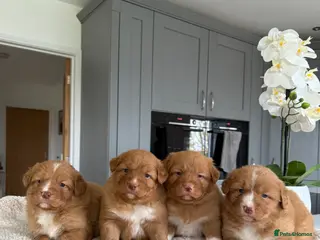 Nova Scotia Duck Tolling Retriever dogs Beautiful kc reg Nova Scotia puppies - Advert 2