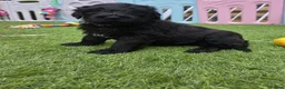 Russian Black Terrier dogs for sale: 🐾Russian Black Terrier Puppies | Ready Now🐾 - Advert 12