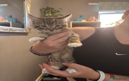 Mixed Breed cats for sale: 15 kittens for sale (4 LEFT REDUCED)  in Hassocks - Image 23