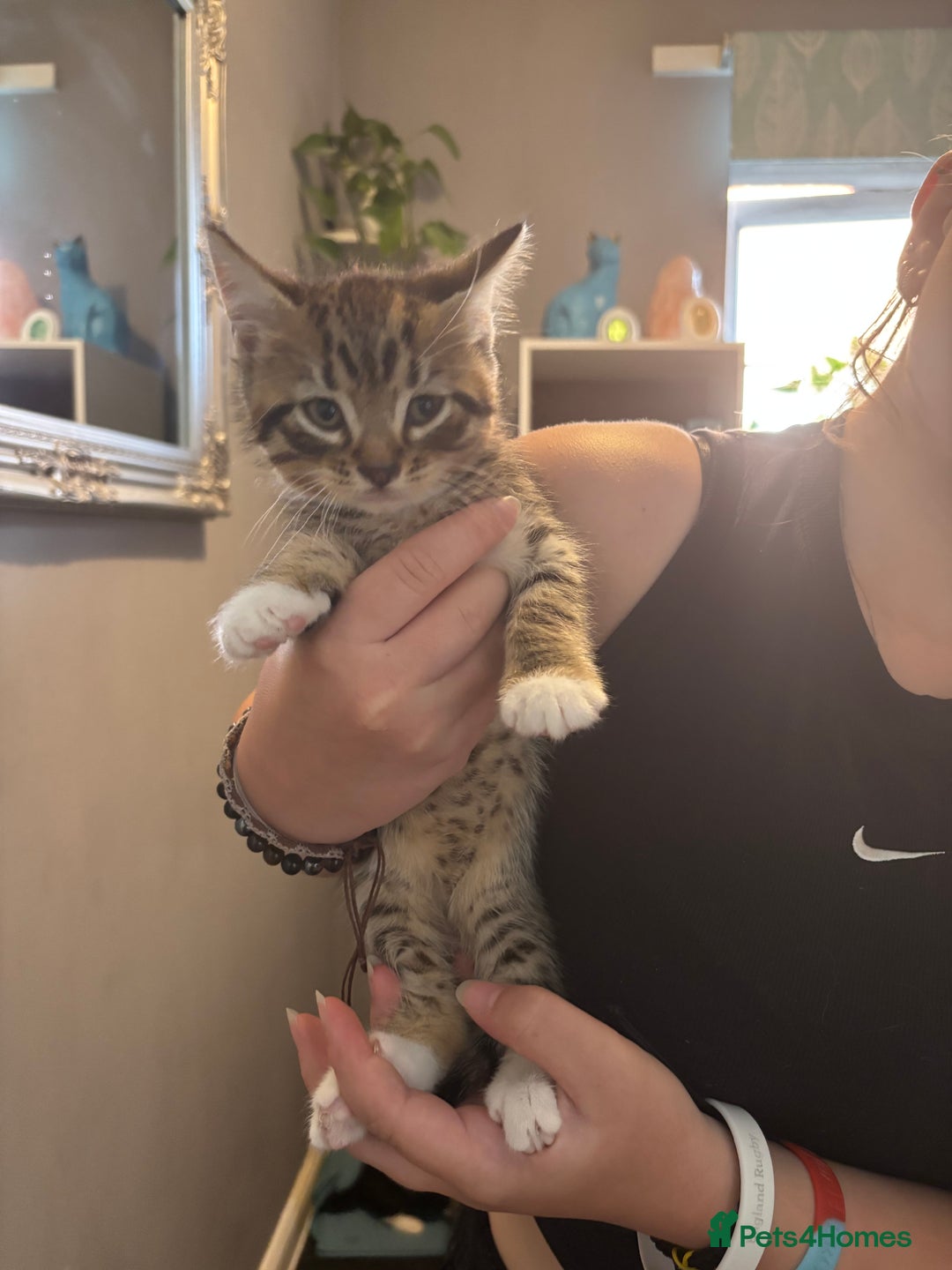 Mixed Breed cats for sale: 15 kittens for sale (4 LEFT REDUCED)  in Hassocks - Image 23