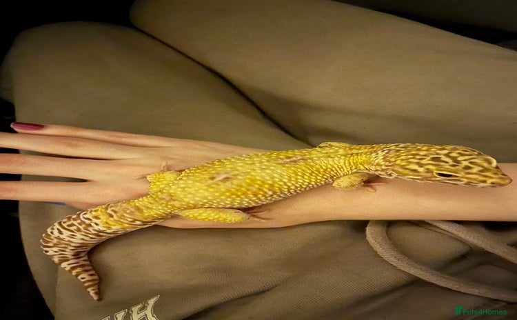 Leopard Gecko reptiles - Advert 1