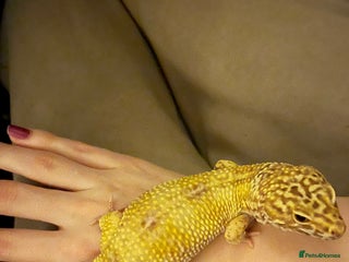 Leopard Gecko reptiles for sale - Advert 1