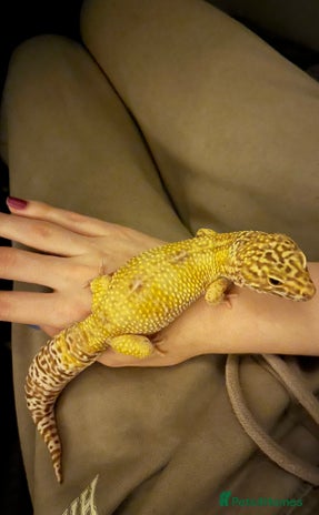Leopard Gecko reptiles - Advert 1