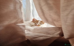 British Shorthair cats for sale: Loving Home Needed for Our Sweet Cat, Jojo - Image 5
