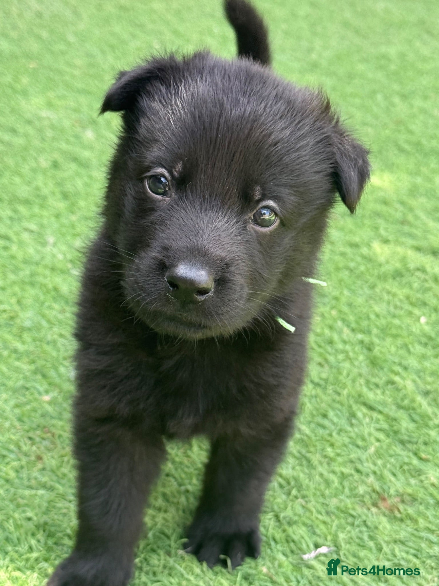 German Shepherd dogs ELITE KC REG CZECH WORKING LINE GSD PUPPIES 🏆 - Advert 2