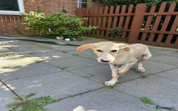 Mixed Breed dogs for adoption: Meatball - Norwich Norfolk  - Image 5