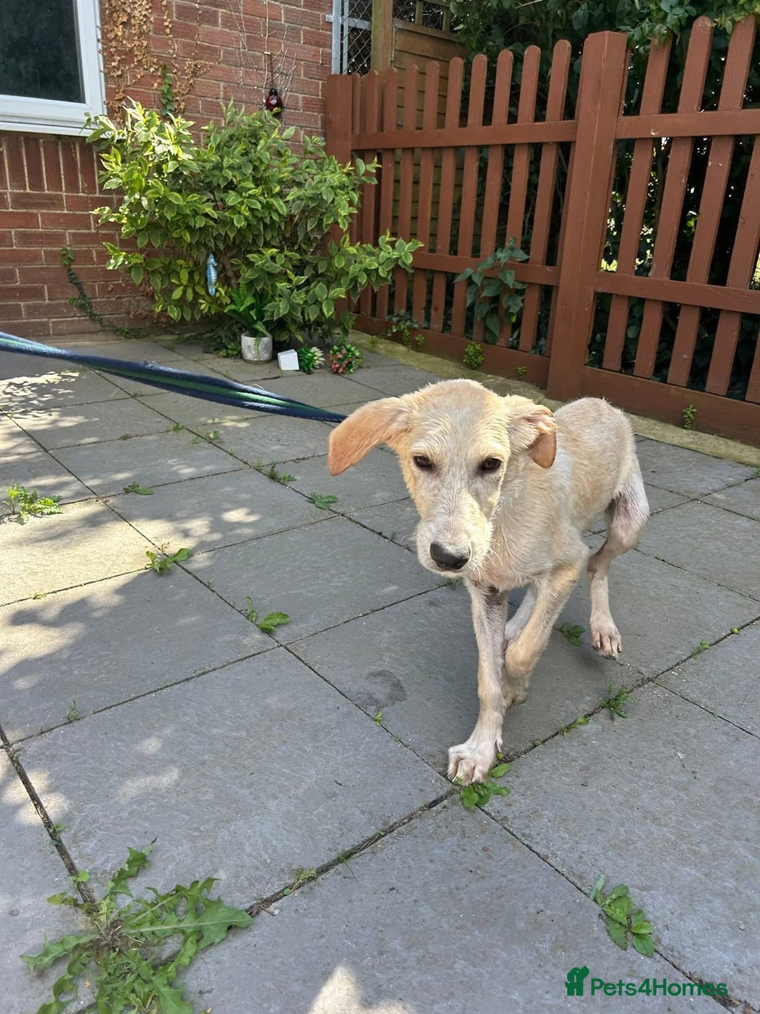 Mixed Breed dogs for adoption: Meatball - Norwich Norfolk  - Image 5
