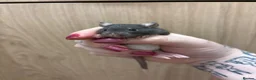 Rat rodents for sale: Gorgeous pedigree dwarf rat pups - Advert 23