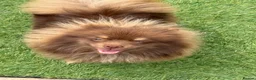 Pomeranian dogs for sale: For sale one stunning chocolate & tan boy  - Advert 4