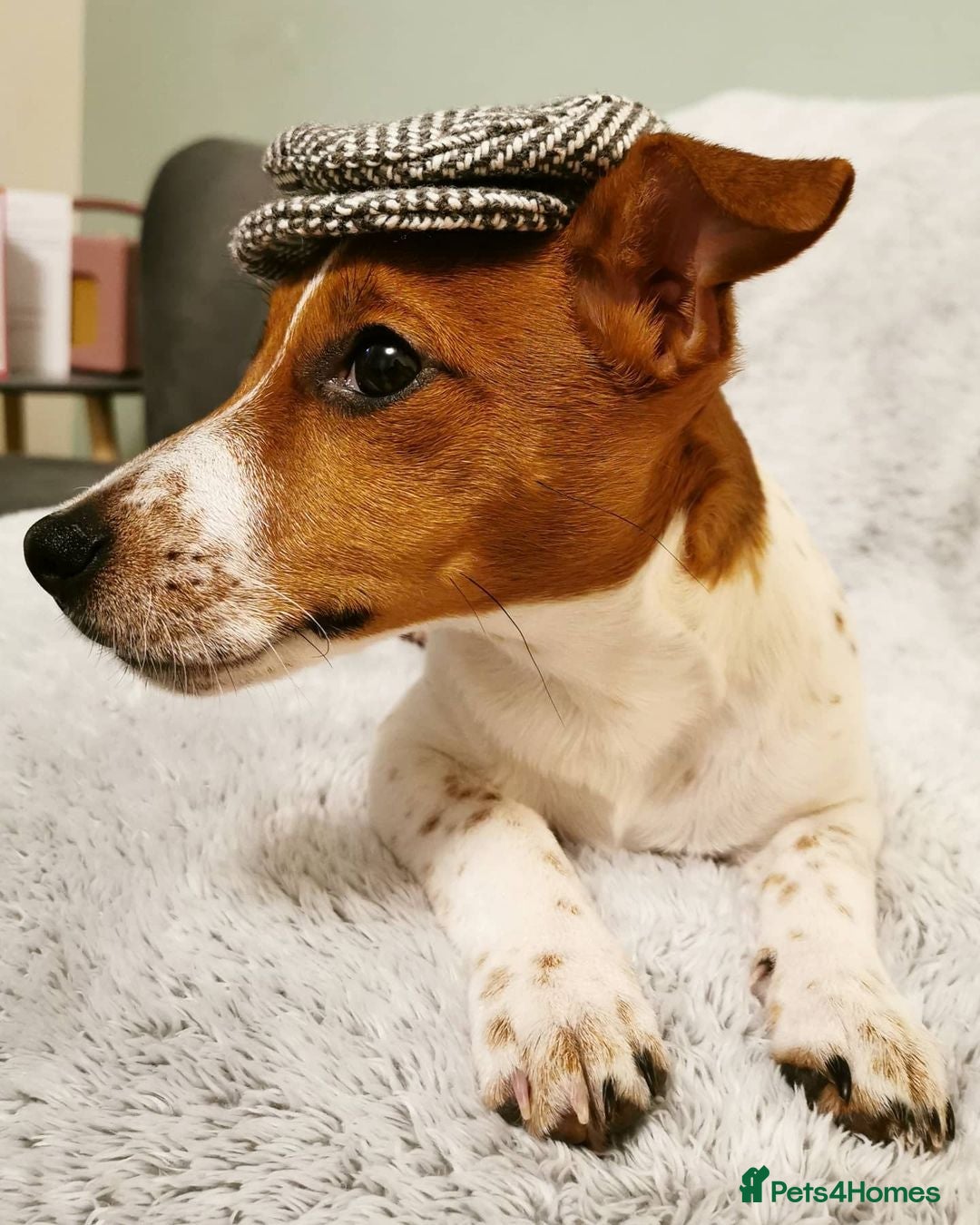 Jack Russell dogs for sale: JACK RUSSELL  - Image 5