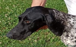 German Shorthaired Pointer dogs for adoption: Dora, a gorgeous young GSP - Image 7