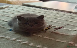 British Shorthair cats for sale: Gorgeous Kittens Ready to Find Their Forever Homes - Image 38