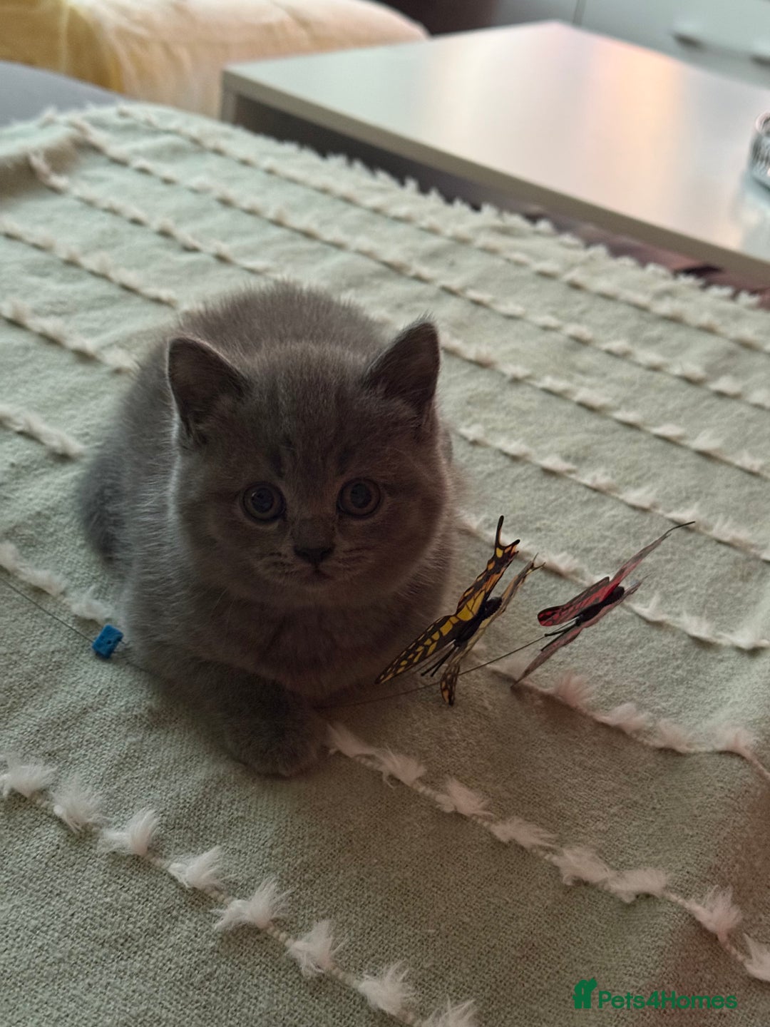 British Shorthair cats for sale: Gorgeous Kittens Ready to Find Their Forever Homes - Image 38