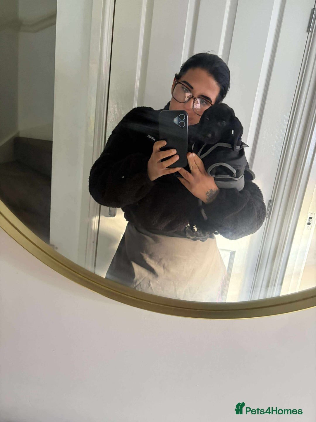 Mixed Breed dogs for sale: Docker puppy’s  - Image 7