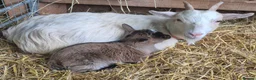 Goats livestock for sale: Stunning pygmy goat kids - Advert 3