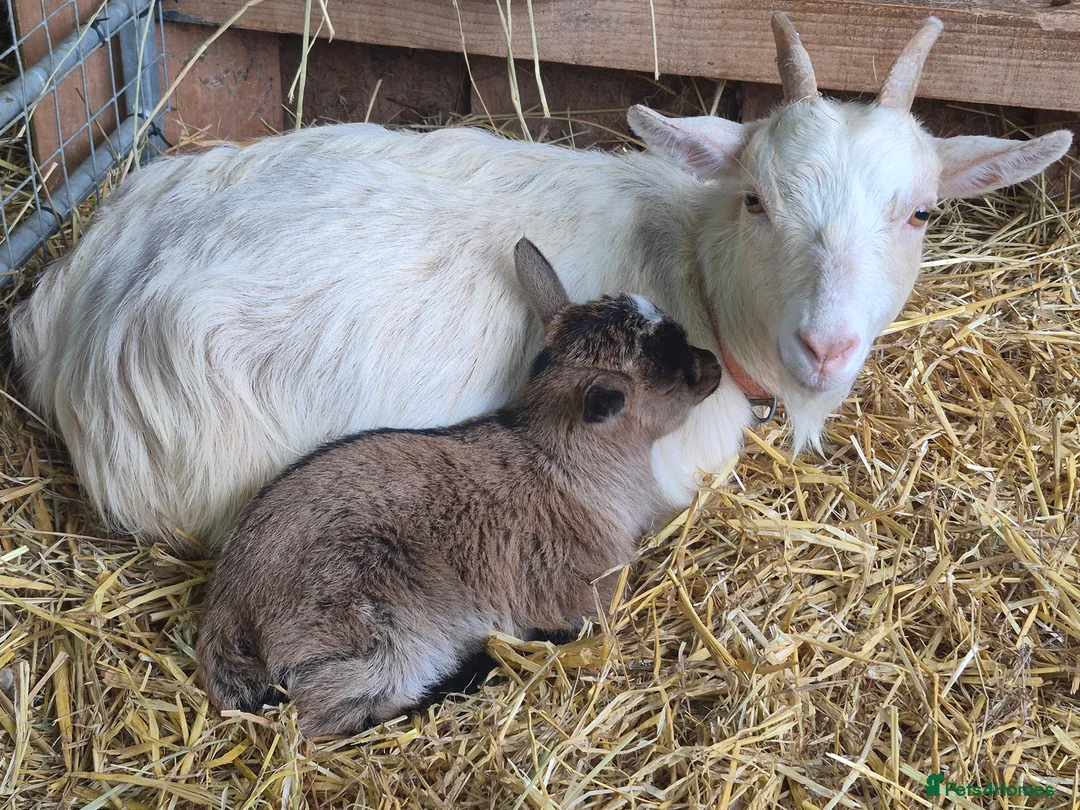 Goats livestock for sale: Stunning pygmy goat kids - Advert 3