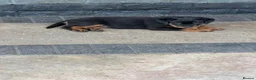 Rottweiler dogs for sale: Rottweiler 🐾 - Advert 4