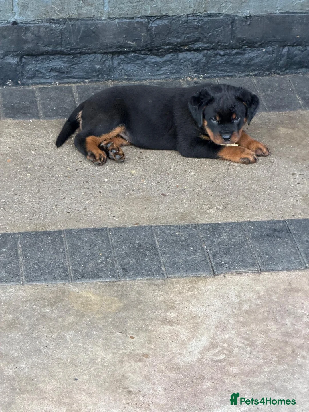 Rottweiler dogs for sale: Rottweiler 🐾 - Advert 4