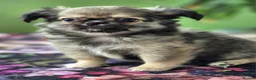 Chihuahua dogs for sale: Amazing Tiny Longcoat Chihuahua Puppies - Advert 23