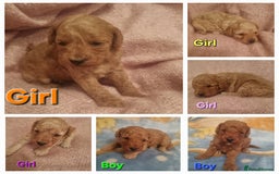 Cockapoo dogs for sale: Cockapoo  - Image 1