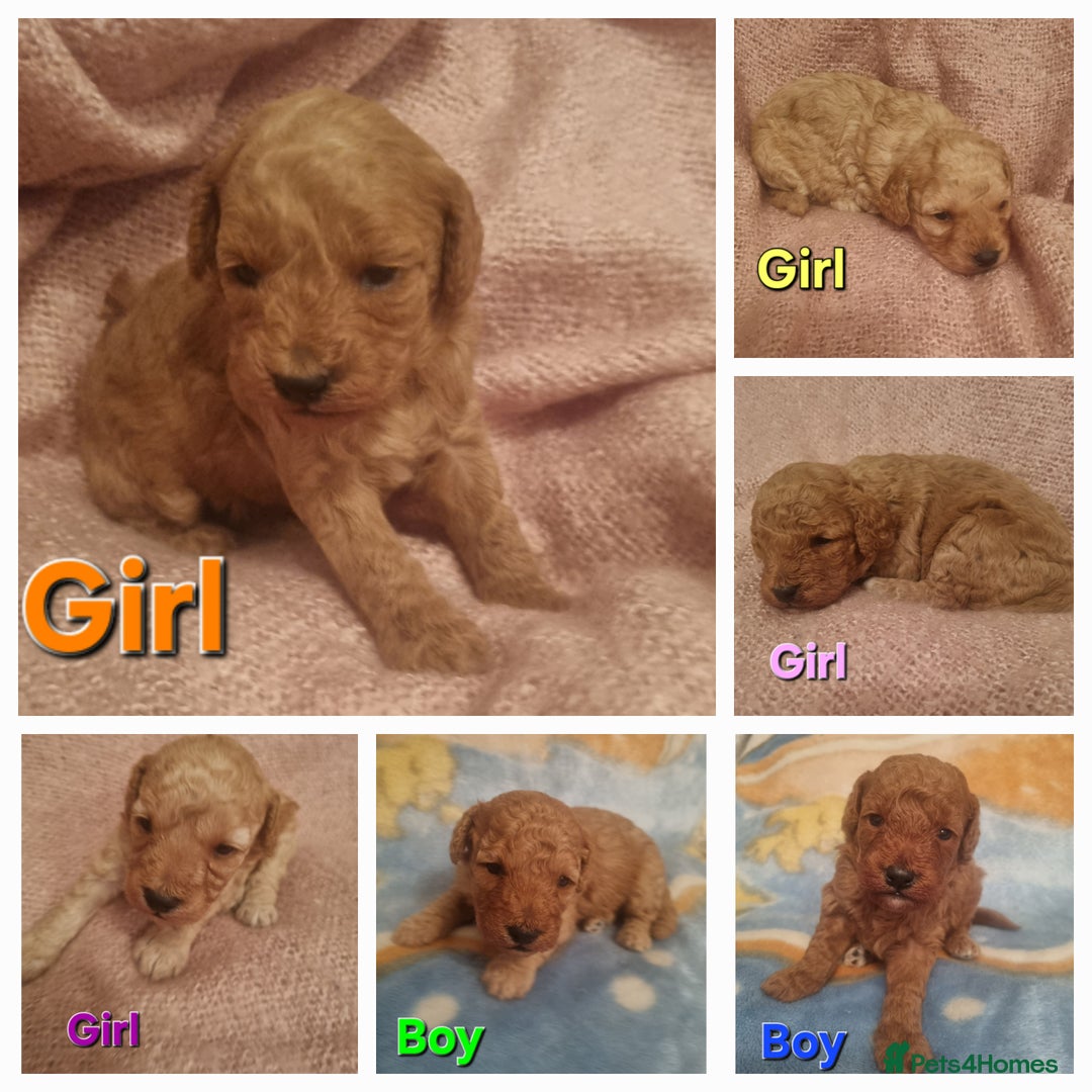 Cockapoo dogs for sale: Cockapoo  - Image 1