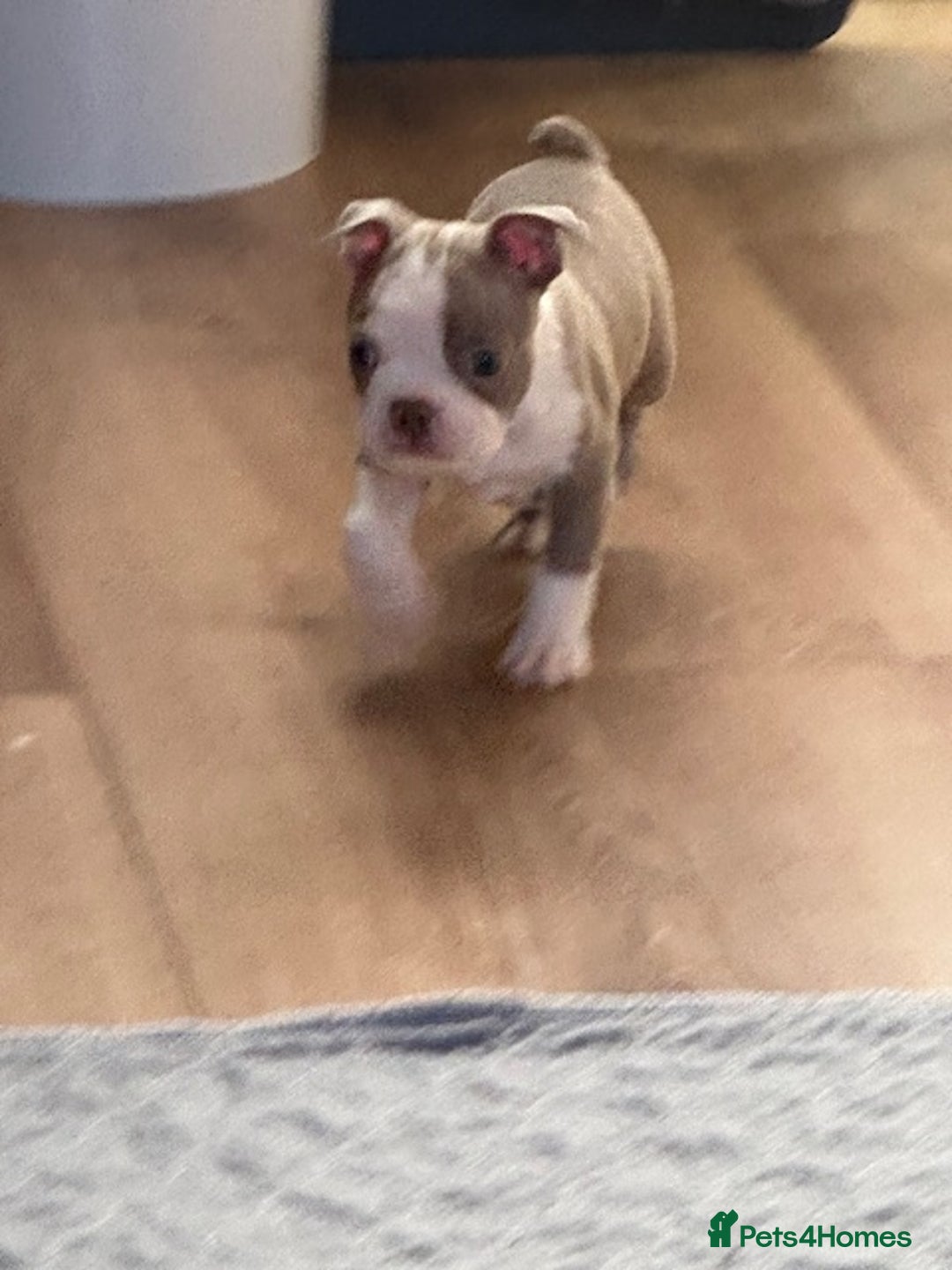 Boston Terrier dogs for sale: Adorable Boston Terrier Puppies – Kennel Club Reg - Image 14