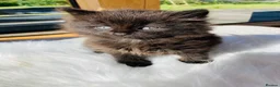 Mixed Breed cats for sale: Fluffy kittens - Advert 3
