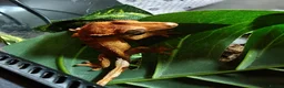 Gecko reptiles for sale: Unsexed Baby Crested Geckos - Advert 2