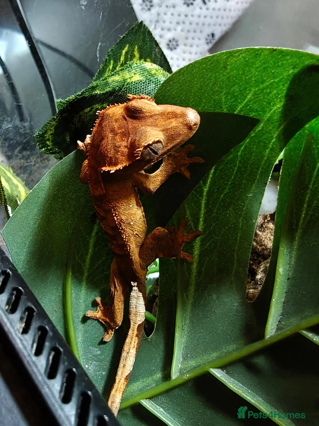 Gecko reptiles for sale: Unsexed Baby Crested Geckos - Advert 2