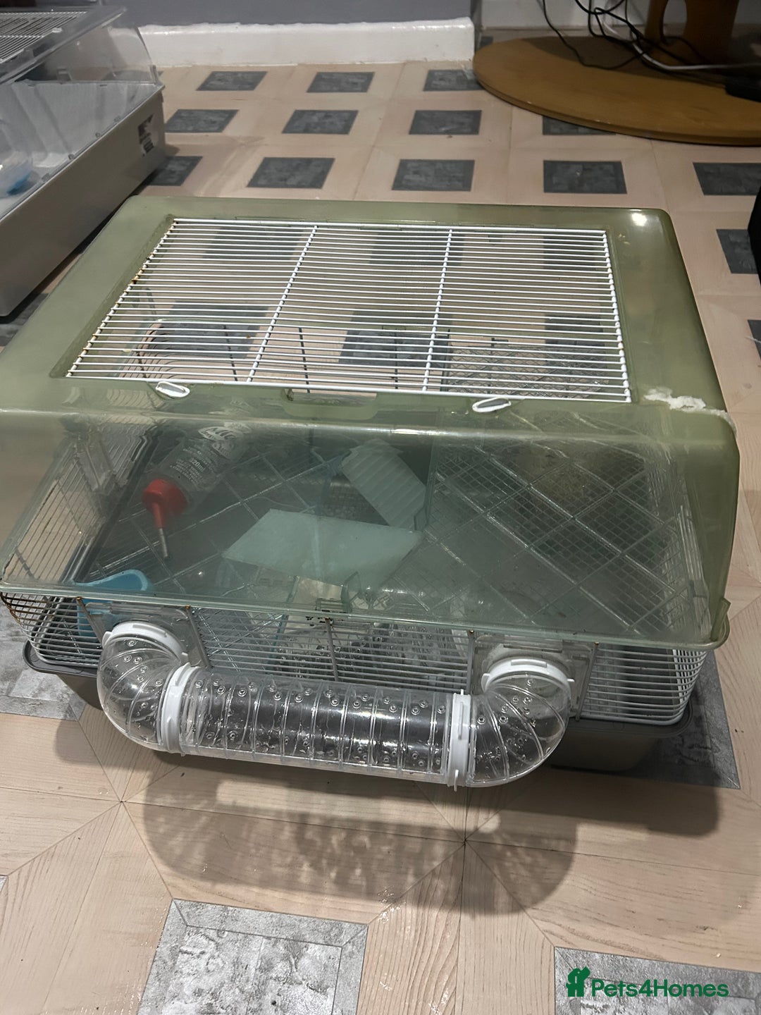 Mouse rodents for sale: Fancy mice - Advert 4