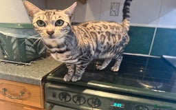 Bengal cats for sale: 4 year old silver Bengal female  - Image 2