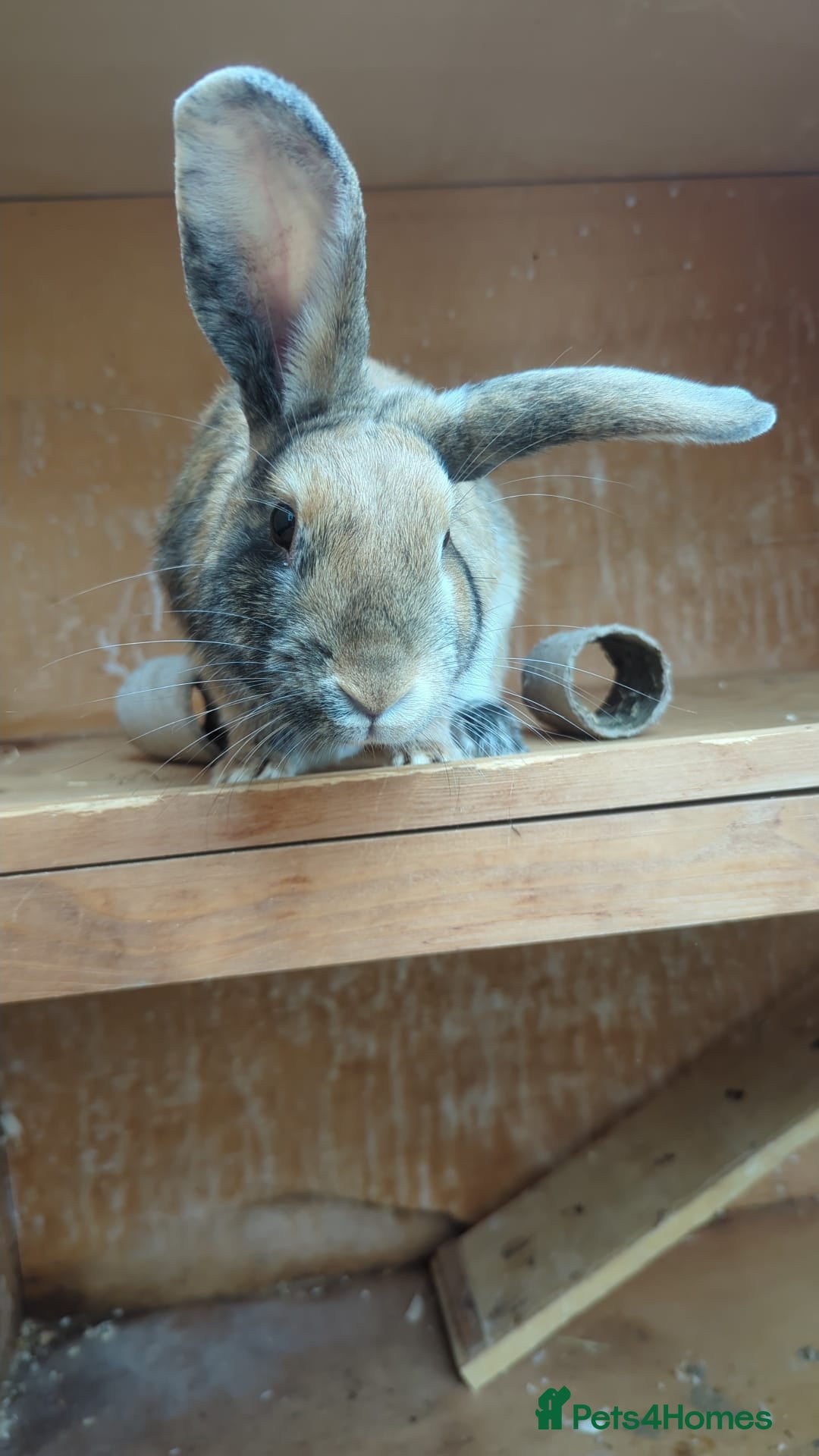 English Lop rabbits for sale: 🌸🌺💐2 friendly rabbits🌸💐🌺 - Image 1