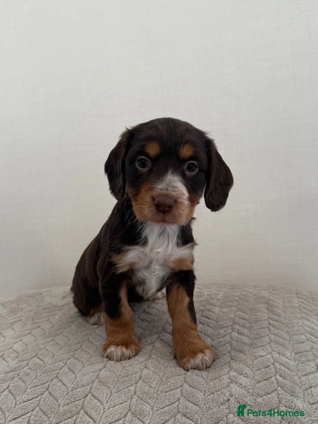 Cocker Spaniel dogs for sale: 2 working cocker spaniels  - Advert 2