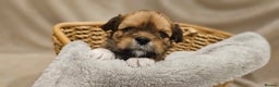 Lhasa Apso dogs for sale: Stunning pedigree Lhasa Apso Puppies - Advert 18