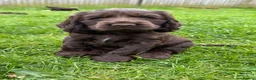 Cocker Spaniel dogs for sale: KC Registered Show-Type Cocker Spaniel Puppies - Advert 3