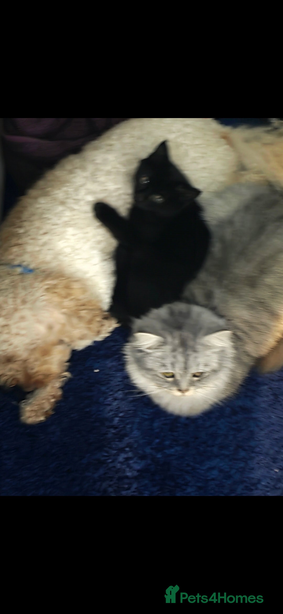 Cockapoo dogs for stud: Beautiful Natured & Coloured Cockerpoo For Stud  - Advert 4