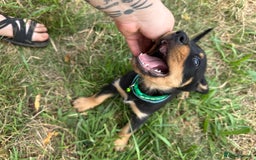 Rottweiler dogs for sale: Healthy Rottweiler puppies ready now  - Image 21