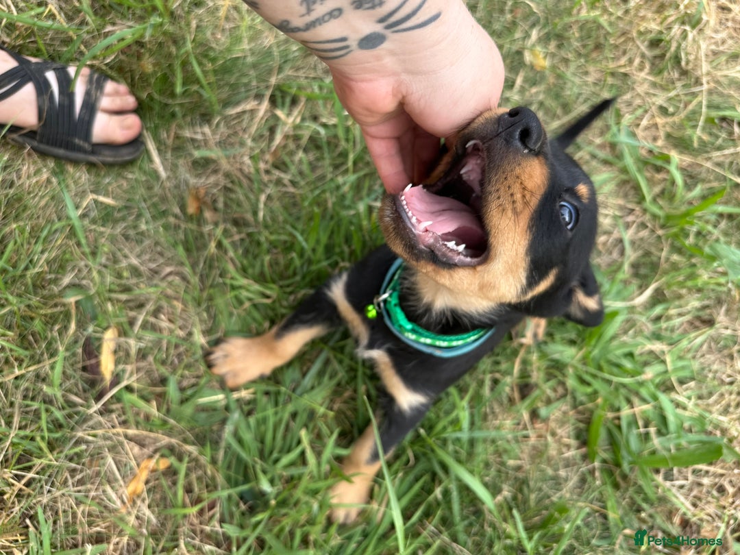 Rottweiler dogs for sale: Healthy Rottweiler puppies ready now  - Image 21