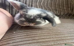 Mini Lop rabbits for sale: Mini Lop Babies  - Image 2