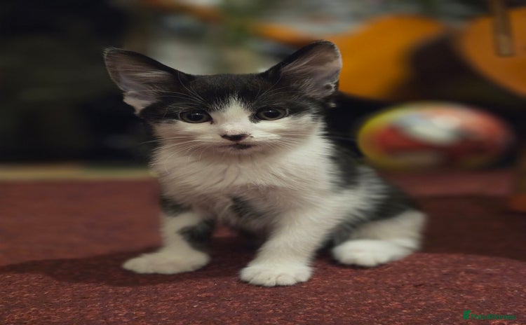 Mixed Breed cats - Advert 1