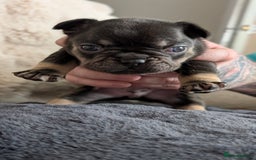 French Bulldog dogs for sale: Beautiful french bulldog puppies  - Image 2