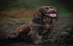 Cocker Spaniel dogs for sale: Last Working Cocker Girl - Fully Vaccinated  - Image 6