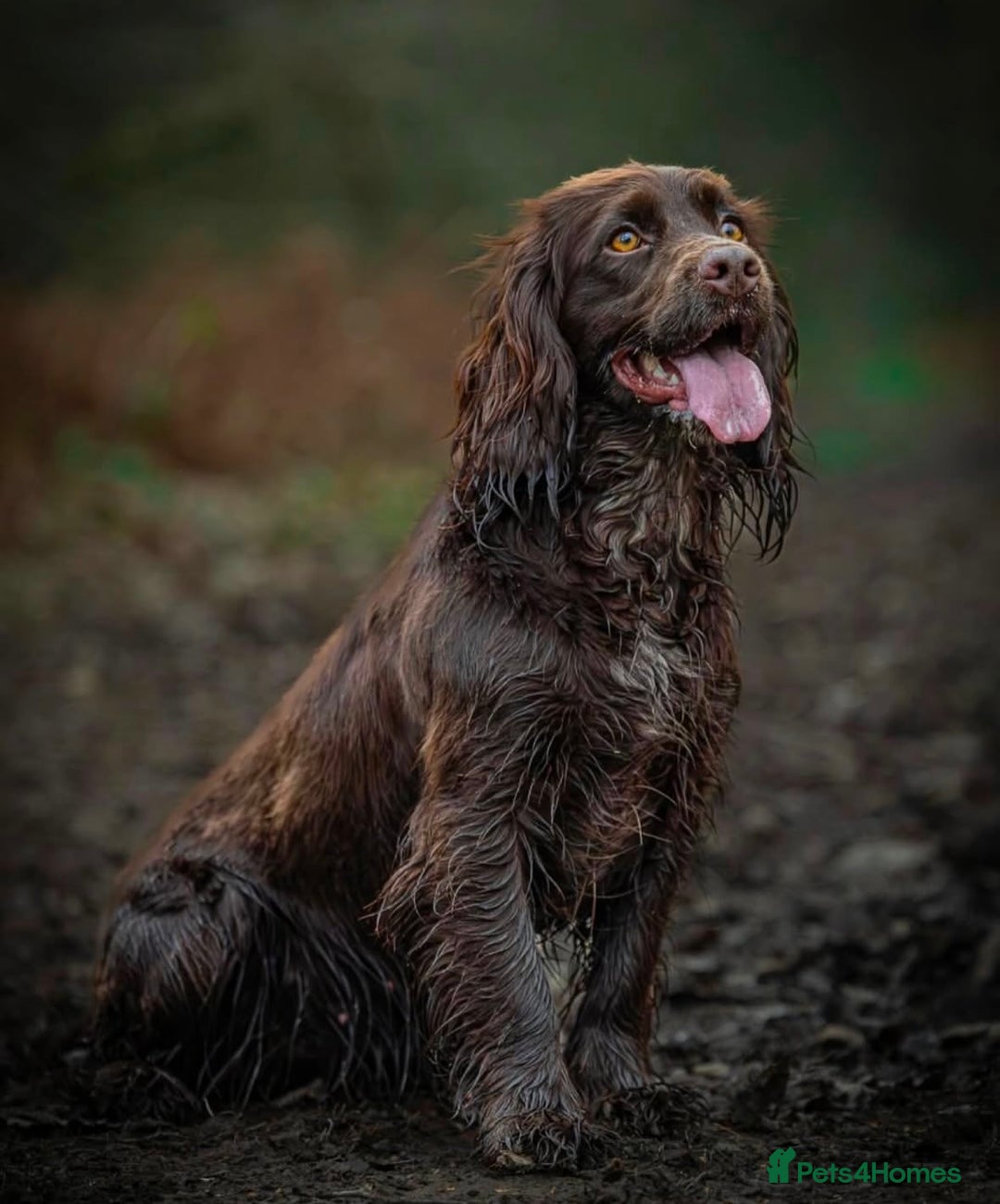 Cocker Spaniel dogs for sale: Last Working Cocker Girl - Fully Vaccinated  - Image 6