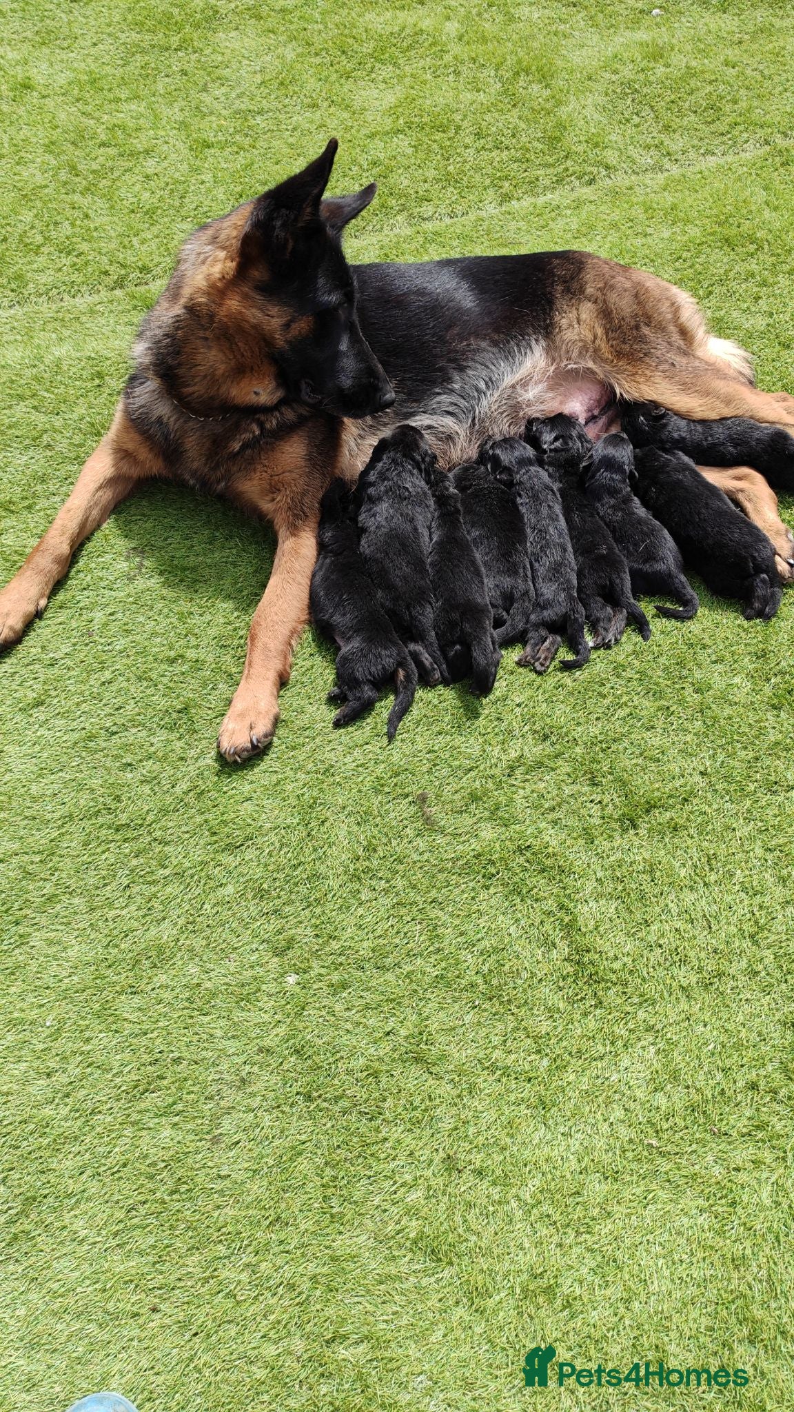 German Shepherd dogs German Shepherd Puppies Available 🐾 - Advert 2