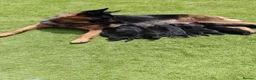 German Shepherd dogs for sale: German Shepherd Puppies Available 🐾 in Luton - Advert 1