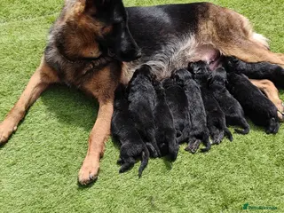 German Shepherd dogs German Shepherd Puppies Available 🐾 - Advert 2