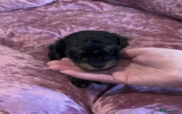 Toy Poodle dogs for sale: Gorgeous Toy Poodle Puppies - Advert 16