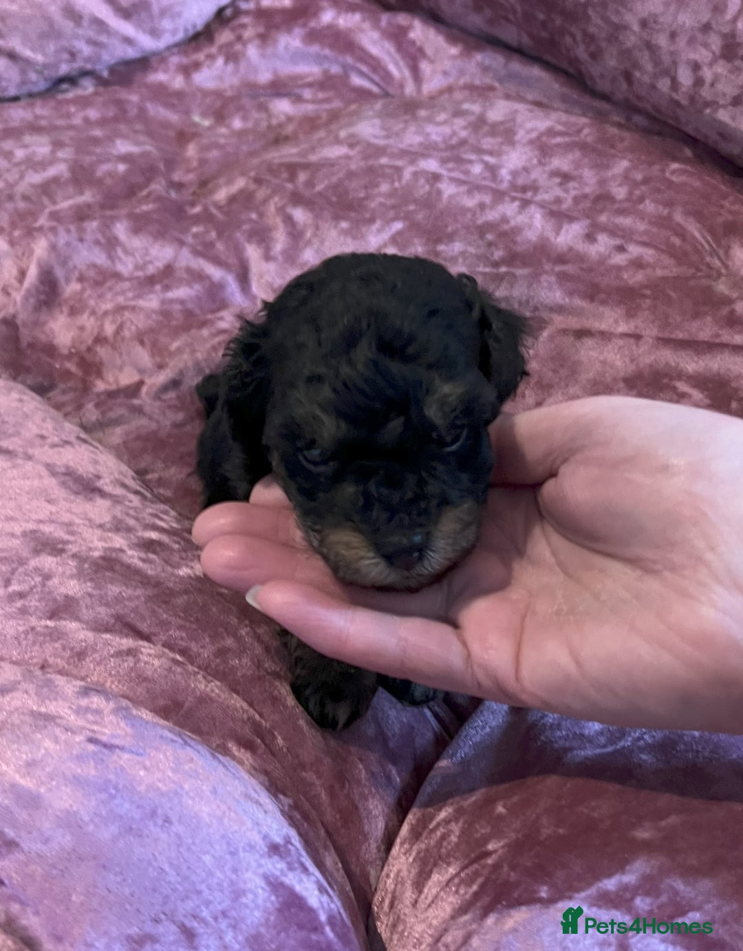 Toy Poodle dogs for sale: Gorgeous Toy Poodle Puppies - Advert 16