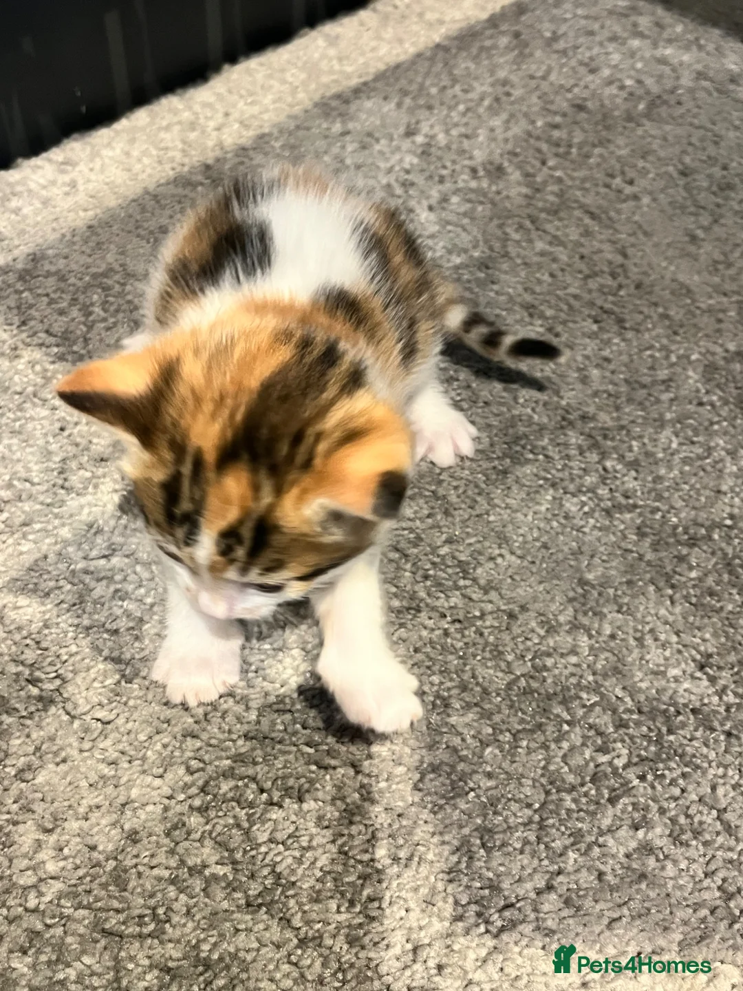 Mixed Breed cats for sale: Ginger calico kittens  - Advert 12