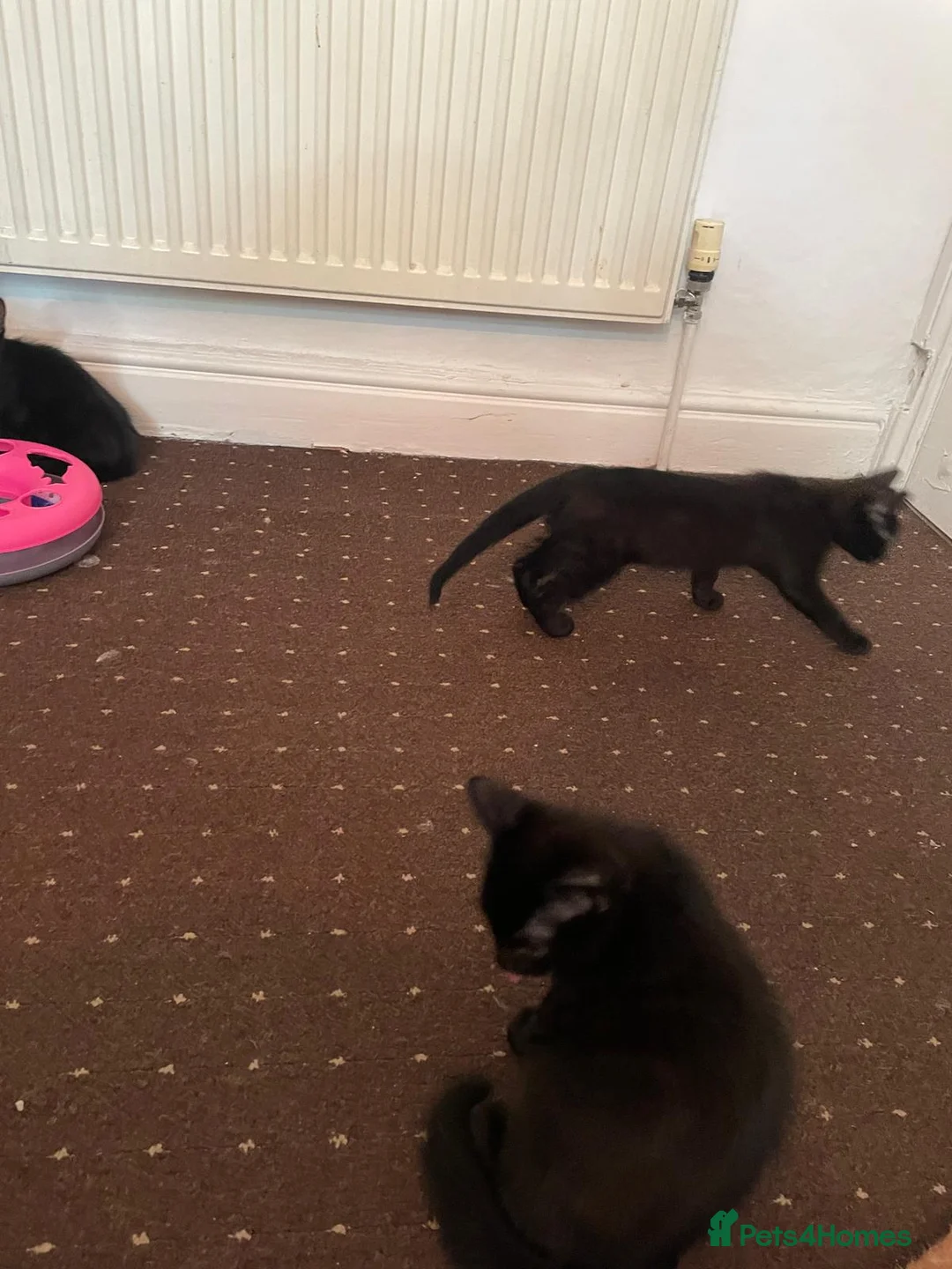 Mixed Breed cats for sale: 2 kittens male waiting to be loved - Advert 9